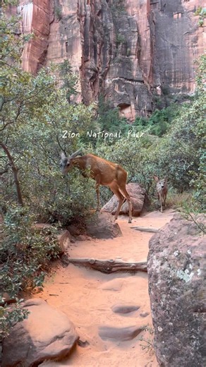 ✨Magical Wildlife encounters in the heart of our National Parks #nationalparks #wildlife #shorts 🦌