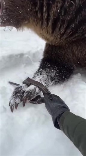 Steel bites into frozen ground as a brown bear roars in pain, its foot locked inside a hidden snare beneath the snow. Each powerful tug sends shock through its body, breath exploding into the cold air while the forest echoes with distress. Strength fades into exhaustion as the trap refuses to give. We move in carefully, reading every motion, knowing the danger of the moment. With steady hands, the snare is forced open and released. The bear pulls free, steadies itself, then charges into the tree