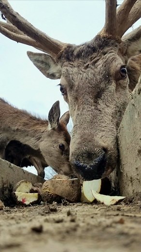 Meet Albus'dumble'deer our main stag, who is in charge of our Red Deer herd, identified by his very impressive antlers 🦌 Red deer are Britain’s largest native land mammal and, together with the Roe deer, are our only native Deer species. All other species have been introduced. Did you know that their antlers are shed every spring and immediately a new set begins to grow. Taking only an impressive 16 weeks to reach full size by August. You can catch our Red Deer talk every weekend at 12:30pm to