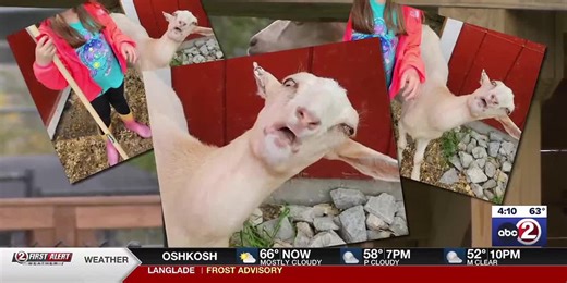 ‘We’ve all felt like Jo a time or two’: NEW Zoo’s goat a social media star