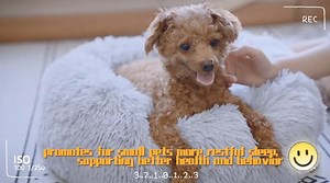 Watch Puppy Bed for Small Dogs on Amazon Live