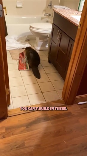 Beaver Build Dams ANYWHERE 😤 | Dusty Dubs