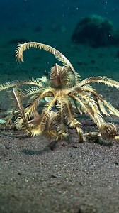 The feather star is a star among sea stars! ;-) #oceanreality | Ocean Reality Channel