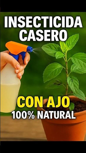 Homemade insecticide with garlic: Eliminates pests quickly and easily