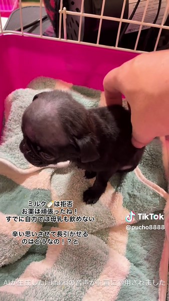 小さな身体で病と戦うパグの姿