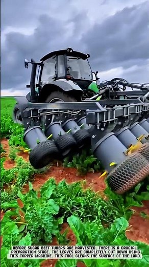 Early Stage of Mechanical Sugar Beet Harvesting with a Topper Machine #AgriculturalInnovation