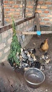 My Jamaican friends,is this how you feed your chickens? | Farm With Fred