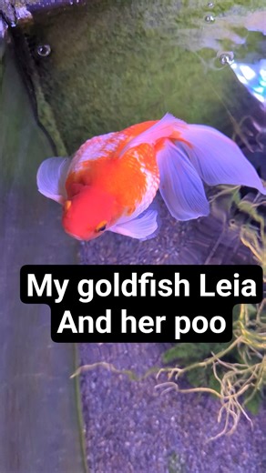Goldfish poo colour and why #animals #fish #goldfish #aquarium