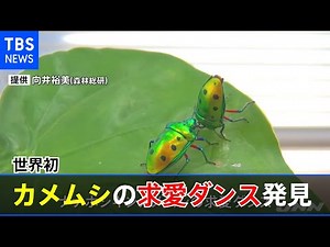 【世界初】カメムシの求愛ダンス発見 昆虫では異例のコミュニケーション