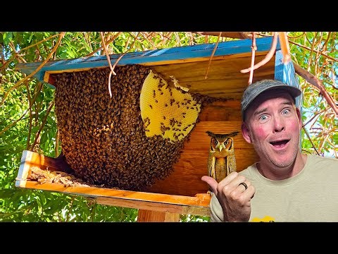 A Huge Bee Hive Kicked Out These Poor Owls