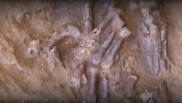Excavation reveals Neanderthal skeleton in Iraq