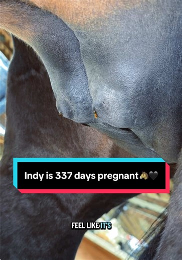 Meet Indy: 337 Days Pregnant and Counting!