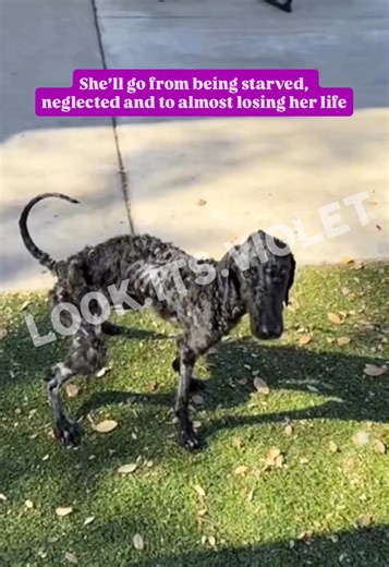 Violet's Journey: From Rescue to a Loving Home