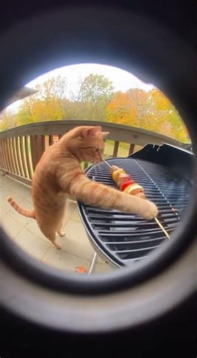 Cat Chef BBQ Dream! 🍔🐾 #cat #catbarbecue #catchef #catcooking #funnycats #grill #viral #omg