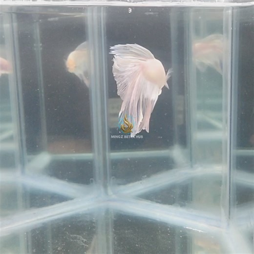 Light Halfmoon Betta Fish