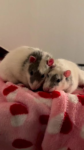 Adorable Rat Couple Cuddling and Kissing | Cute Pets in Love!