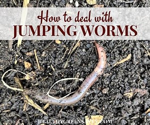 Asian Jumping Worms vs. Earthworms ~ What to Know about Worms in the Garden