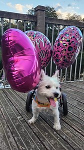 Happy 4th birthday princess Pumpkin 🎃❤️🎁🎉🐾🎈 Early morning birthday walkies and squirrel chasing in your favorite park 🐿🐿🐿. @top fans #pumpkinthewheeliewestiewarrior #pumpkinandfriendscharity #pumpkinseason #pumpkin #birthdaygirl #Westie | Pumpkin The Wheelie Westie Warrior
