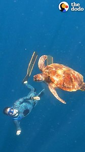 374K views · 10K reactions | Sea turtle likes this guy so much he shares his jellyfish lunch with him  | The Dodo | Facebook