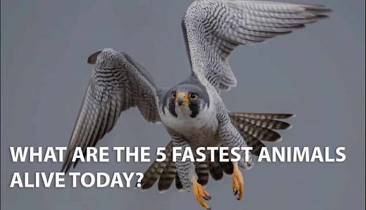 The Fastest Animals in the World (Faster Than a Ferrari!?)