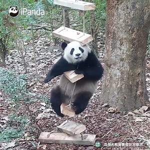 What prompts the panda to master kung fu? It turns out to be a slice of apple. (Ji Xiao) #HiPanda #PandaTime | iPanda
