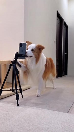 Dogs and Cat Imitate Humans in Fun Indoor Moments