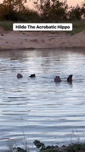 This is Hildo the acrobatic Hippo (also known as Hipney by some) as “named” by some of our last guests. He kept us entertained and in awe as he kept rolling around on his back almost as if he is a part of a synchronised swimming team. This old bull was all by himself peacefully resting and rolling around the watering hole. 📸 - @frederik_barnardt 📍 @umkumbe_bush_lodge Www.africansafarimag.com #africansafari #africansafarimag #luxurysafari #africansafariconservation #africansafarimagazine m #hip