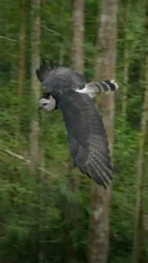 Witness the Majestic Harpy Eagle in Its Untamed World 🦅