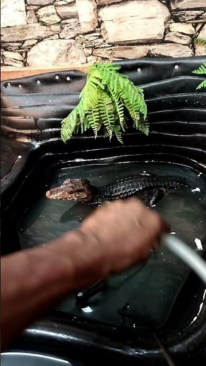 Cleaning the Dwarf caiman enclosure.