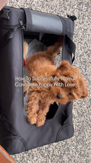 Cavoodle Training Tips: Your Essential Guide