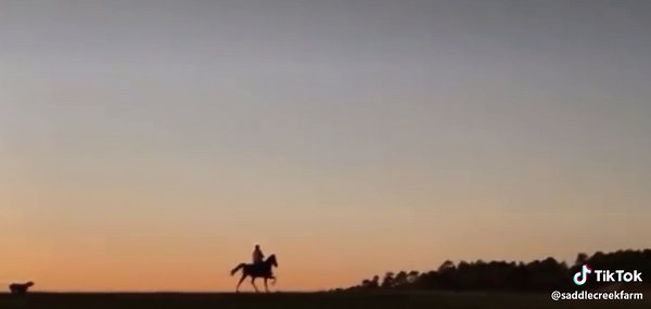 Mister Twister's Josey Wales Racking Horse at Saddle Creek Farm