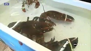 156K views · 900 reactions | Long live King Louie, the 23-pound...