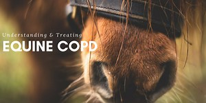 COPD verstehen und behandeln - Lungenkrankheiten - Atemwegs-Gesundheit 2026