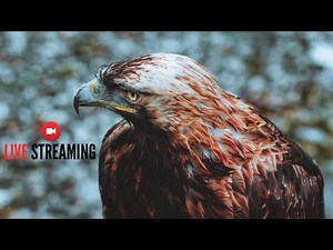 ~Musica instrumental Andina Desde La Naturaleza De Ecuador~