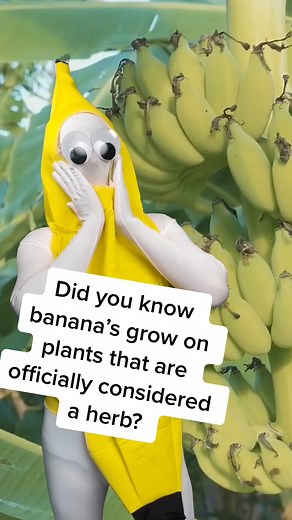 Are Bananas Actually Berries? The Banana Facts You Didn't Know!