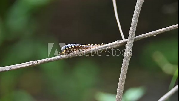 Harpaphe haydeniana millipede. Its common names  yellow spotted millipede, almond scented millipede and  cyanide millipede. This is a species of polydesmidan or flat-backed millipede.