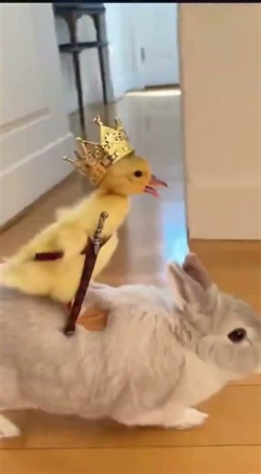 DUCKY Charge!! 🐥⚔ #funny #duck #rabbit #cute