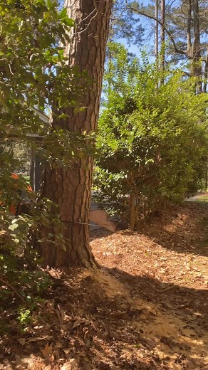 4 comments | Throw high and thick pine tree near the house, good job #4703575375 Oleh Golden leaf tree service #treeservice #treeremoval #villarica #douglasville #carrollton | Oleh Karaheorhii | Facebook