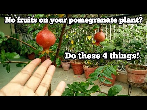 Pomegranate plant is not fruiting?. 4 tips to get fruits from pomegranate plant!