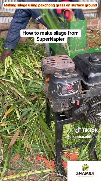 Step-by-Step Guide to Making Silage from Super Napier/Pakchong