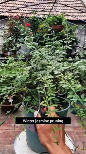 Winter jasmine pruning#Forsythia Pruning Methods#Forsythia