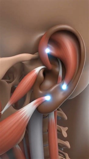 Ear Muscles (Auricular Muscles) Explained 👂✨ | Origin, Insertion & Function