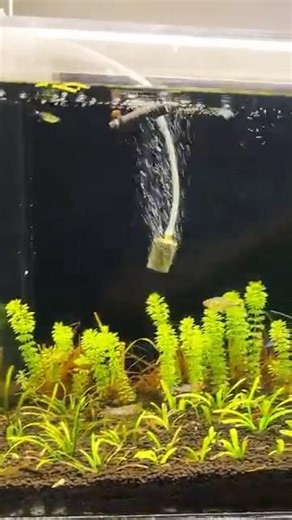 👉 Best Fish for My Planted Tank? 🐟 You Decide | Non CO2 👍🏻