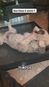 106K views · 2.6K reactions | Curiosidades sobre lhasa apso. #lhasaapso #cachorros | Doguinhos2 | Facebook