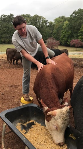 “I’m done riding bulls” #farm #farmlife #farmtok #fyp