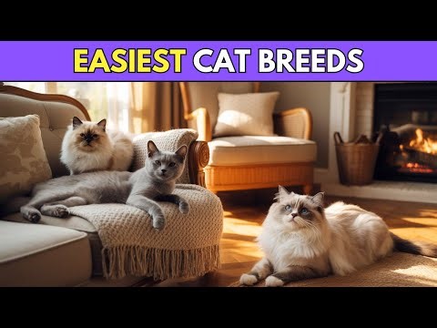 10 Easiest Cat Breeds You’ll Instantly Fall in Love With