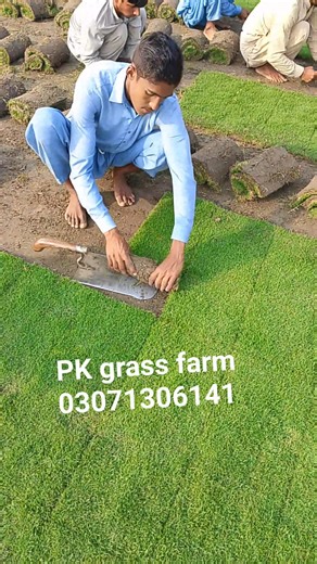 PK Grass Farm offers complete grass installation services anywhere in Pakistan — with skilled labor to handle everything for you! 💪 We provide top-quality varieties — American Carpet, Fine Dhaka, Korean, and Plug-in Grass — perfect for homes, schools, colleges, universities, and parks. ✅ Grass supply & installation with expert labor ✅ Affordable prices ✅ Natural look, long-lasting results 📞 Call Now: 0307-1306141 Make your place beautifully green today with PK Grass Farm! 🌱 #PKGrassFarm #Gras