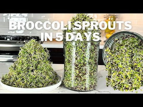 How To Grow Broccoli Sprouts at Home in Just 5 Days!