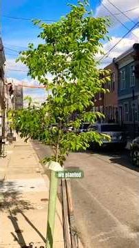 We planted this street tree in Philly 3 years ago! #trees