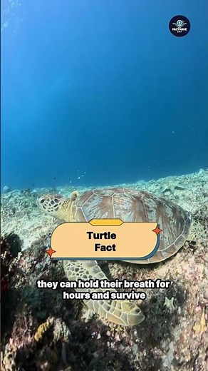 200-Million-Year Survivor 🐢🌍 Turtle Facts You Need to Know || #wildlife ‪@FactwaveDaily01‬